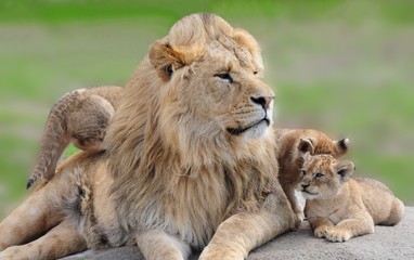 Obraz na płótnie Canvas lwy
