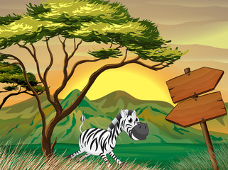 Naklejka premium A zebra running following the wooden arrowboards