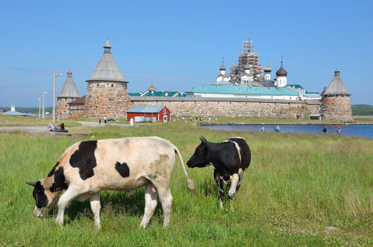 Коровы на берегу Святого озера на фоне Соловецкого монастыря