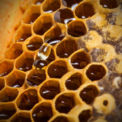 A drop of honey bee on honeycombs background close-up