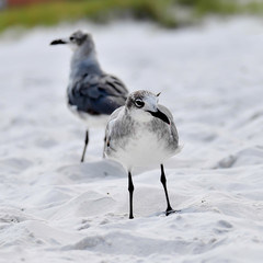 seagulls on beach sand