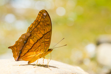 Common Cruiser  butterfly
