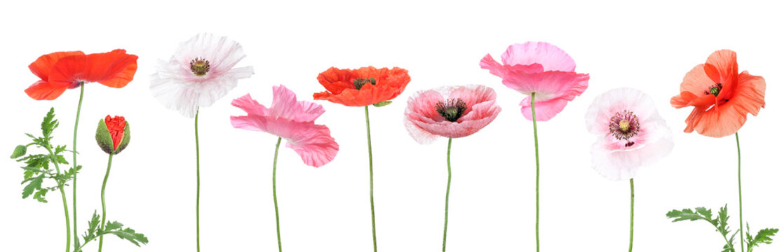 Verschiedene Mohnblumen, different corn poppys