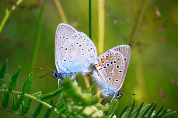 two butterflies mating