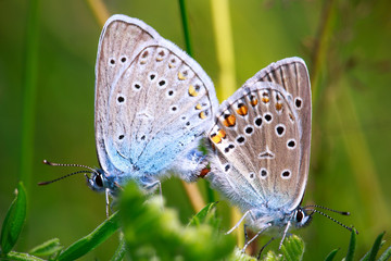 Fototapeta na wymiar two butterflies mating