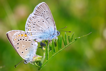 Fototapeta na wymiar two butterflies mating