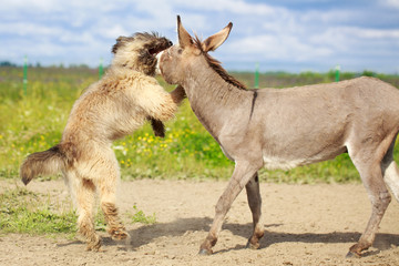 Grey donkey and briard dog