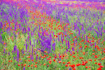 Fototapety  Beautiful poppy and lavender meadow background