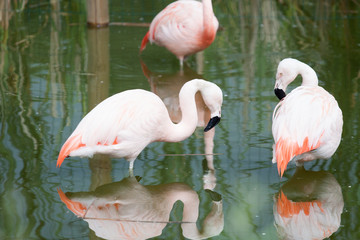 Flamingi - obrazy, fototapety, plakaty