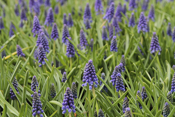 Fototapeta premium Hyacinth