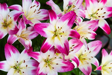 Perfect lilly flower background pattern