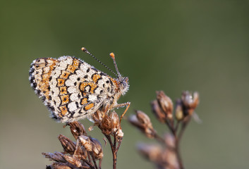 Wet brown butterfly