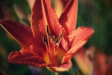 Detail of orange lily flower