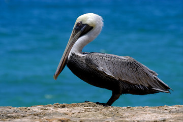 f little white black pelican whit black eye
