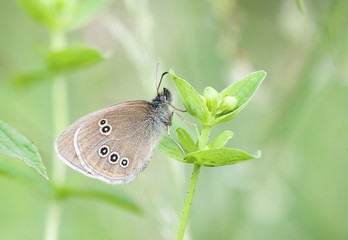 Brown butterfly on plant