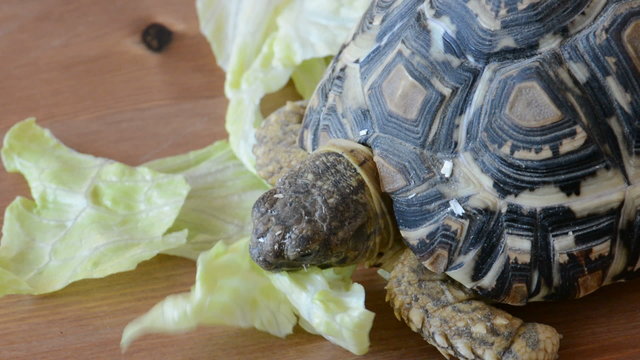 Mountain or leopard tortoise eating the lettuce