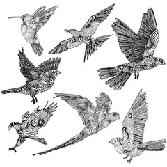 Collection of Birds