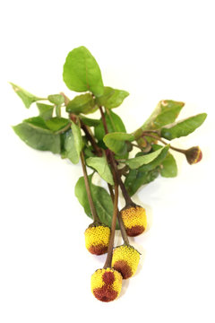 Parakresse