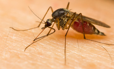 Close-up of a mosquito sucking blood