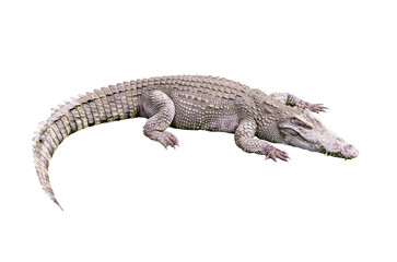 Fototapeta premium crocodile on white backgroung