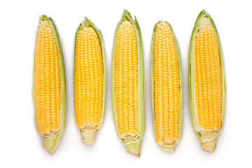 corn ear group