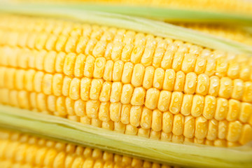 corn kernels macro