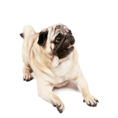 Fototapeta premium Happy pug