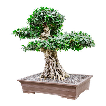 Large, fancy bonsai tree isolated on white