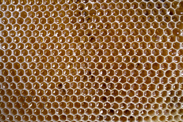 Honeycomb frame full with honey