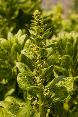 growing spinach plant