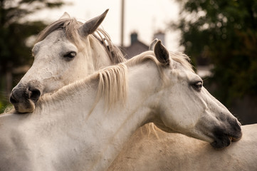 ponies grooming