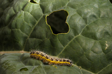 Fototapeta premium caterpillar on cabbage