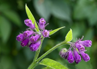 comfrey herb