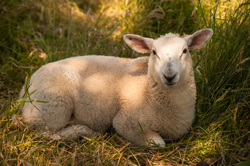 Naklejka na ściany i meble Sheep resting in the grass