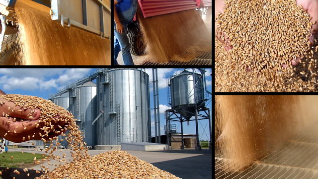 Wheat grain of successful farmer, slow motion, multiscreen