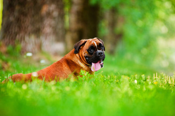 red german boxer dog portrait