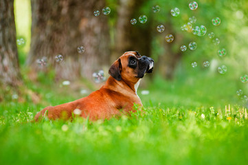 german boxer dog portrait with soap bubbles