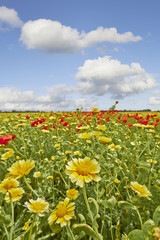 Obraz premium Flowers in a wild summer field