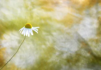 Photo sur Plexiglas Marguerites chamomile flower in a summer field
