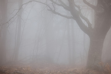 Autumn forest at foggy weather