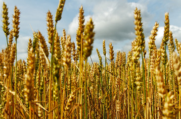 Fototapeta premium Wheat field.