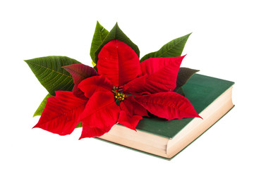 Poinsetta and book