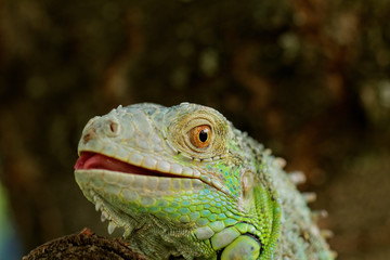portrait about a green iguana