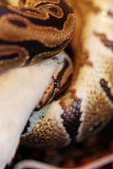 ball python