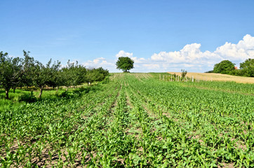 Fototapeta na wymiar Field of Unripe Corn