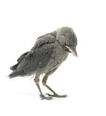 jackdaw bird on a white background