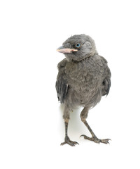 bird on a white background