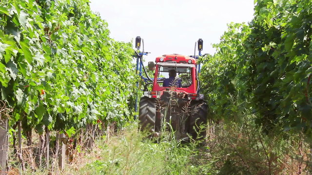 Mechanical vine trimming being performed in a vineyard.