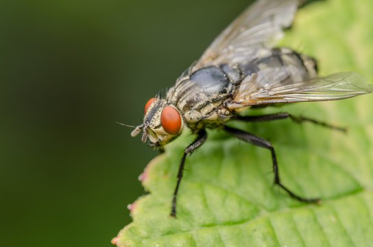 Common Fly Macro