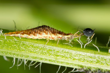 A larva of common Green Lacewing feeding on an aphid